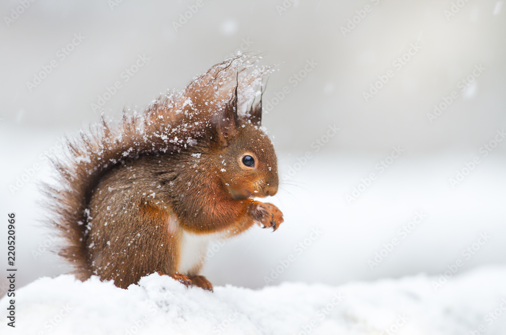 Wall mural Cute red squirrel sitting in the snow covered with snowflakes