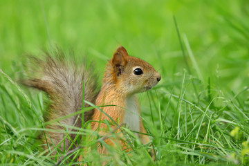 Close up of a Red squirrel sitting in the grass