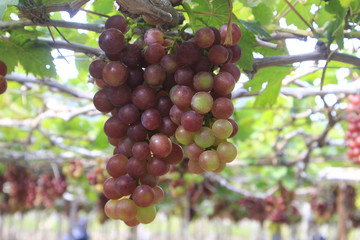 Vietnamese grape in farm
