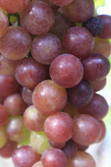 Vietnamese grape in farm