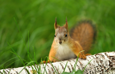Close up of a curious Red squirrel in the grass by a birch log.