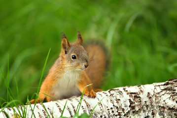 Close up of a curious Red squirrel in the grass by a birch log