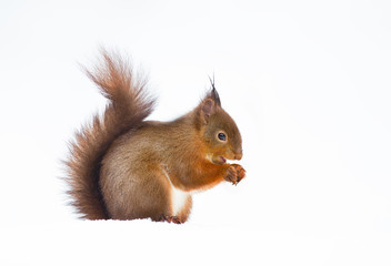Naklejka na ściany i meble Close up of a red squirrel against white background