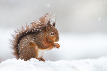 Cute red squirrel sitting in the snow covered with snowflakes