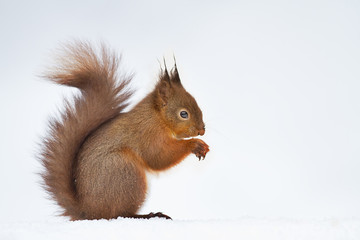 Close up of a cute red squirrel in the snow