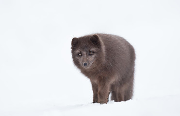 Obraz premium Close up of a Blue morph male arctic fox in winter