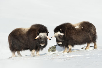 Close up of two young Musk Oxen standing in snowy Dovrefjell mountains