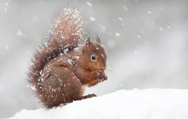 Poster Schattige rode eekhoorn zittend in de sneeuw bedekt met sneeuwvlokken © giedriius