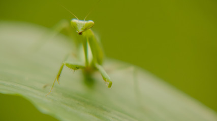 macro shot of green mantis in nature, mantis standing on green leaf,