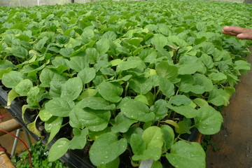 Seedlings Nursery