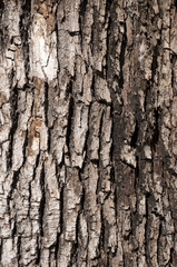 Naklejka premium Sydney Australia, close-up of textured tree bark