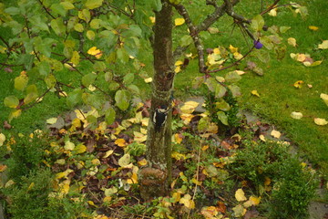 Buntspecht zu Besuch im Garten