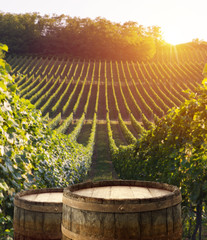 vineyard with ripe grapes in countryside at sunset