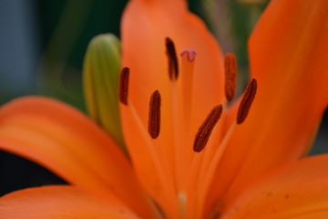 Nahaufnahme einer orangen Lilienbl&uuml;te