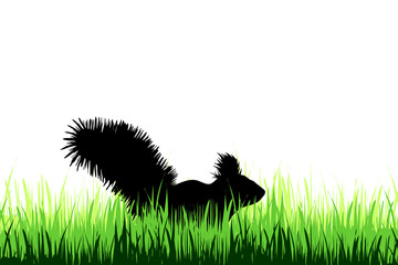 Vector silhouette of squirrel on a meadow on white background.