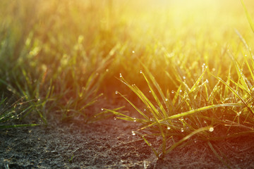 Warm autumn background with colorful bright meadow during the sunrise