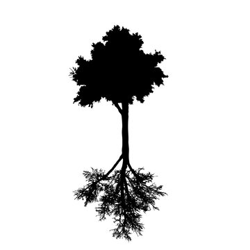 Vector silhouette of the tree on white background.