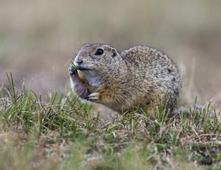 Ground squirell in the summer grass