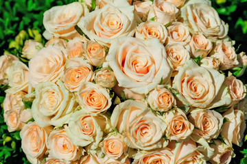 Close-up of a large bouquet of white roses on which the sunlight shines