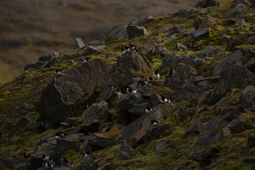 Little auk in southern Spitsbergen.