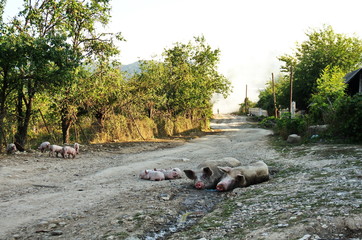 Happy village pigs
