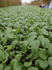 green plants in the garden