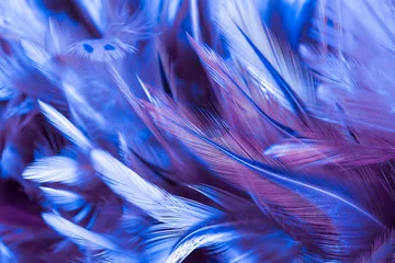 Printed kitchen splashbacks purple Colorful chicken feathers in soft and blur style for the background
