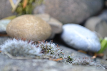 Moos w&auml;chst auf Stein