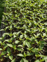 green leaves of plant