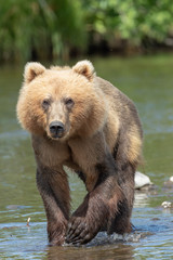 Fototapeta premium Kodiak Brown Bear