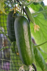 Gurke als Snack vom eigenen Balkon
