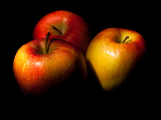 Group of Cox eating apple on a dark black background