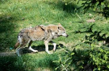 Einsamer Wolf spaziert im Wald an einem sonnigen Tag