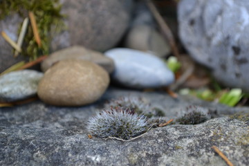 Moos w&auml;chst auf Stein