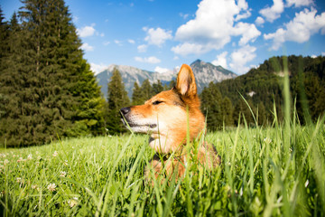 Wamdern mit dem Hund im Allgäu