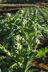 Artichoke flower on field
