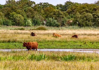 Cows on Texel