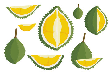 Vector durian isolated on white background. King of tropical fruits in thailand
