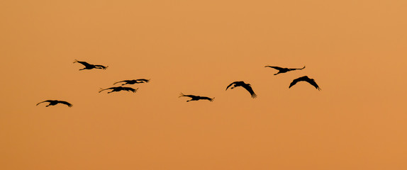 CRANES - wild birds at sunset