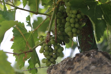 uvas en vid