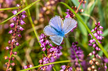 Blue butterfly