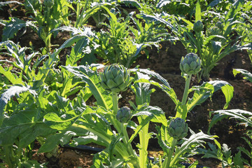 Artichoke flower on field