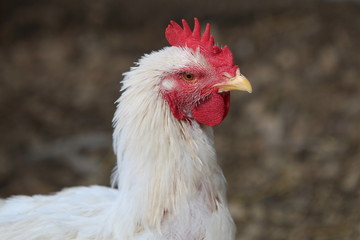 gallo
