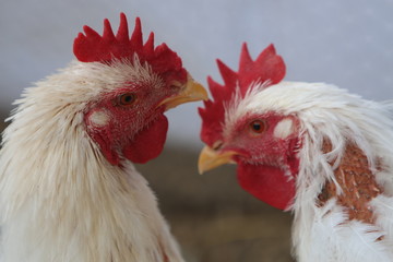 cabezas de gallos