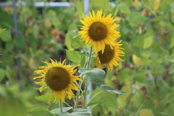 tres girasoles