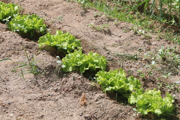 lechugas plantadas