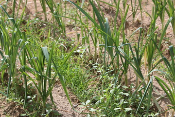 cebollas en huerta