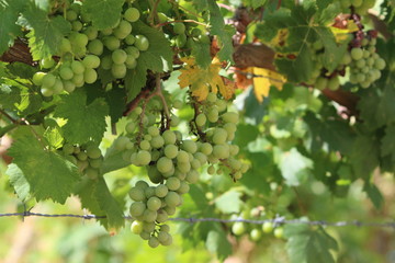 uvas