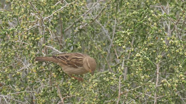 Close-up view of sparrow who is eating on bush