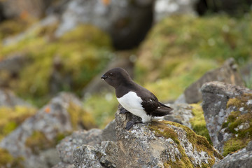 Little auk in southern Spitsbergen.